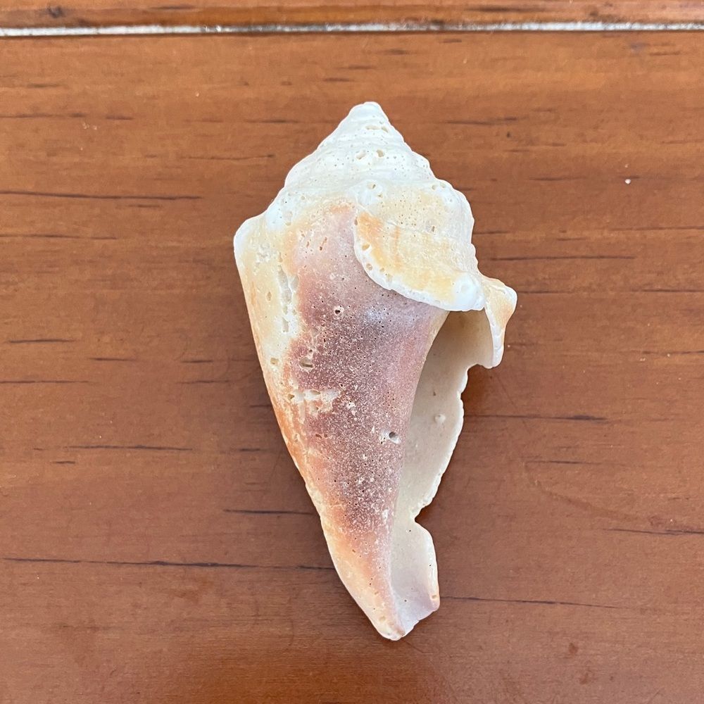 Shell - Picture 3 of 3